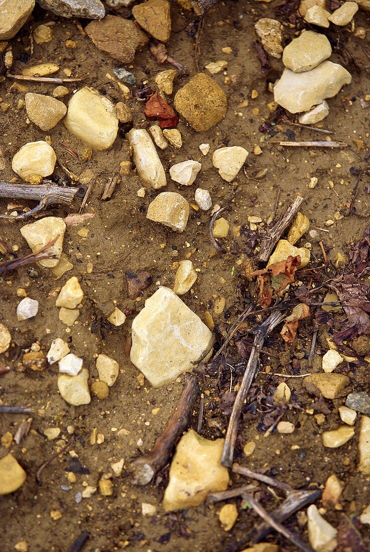 Typical limestone soil of a Burgundy vineyard