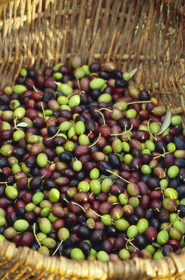 Fresh olives in a basket