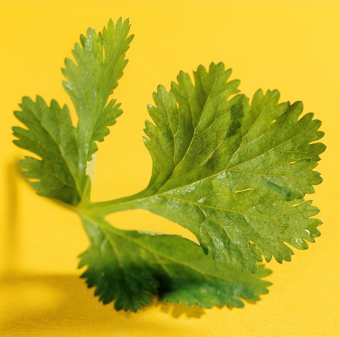 Coriander against a yellow background