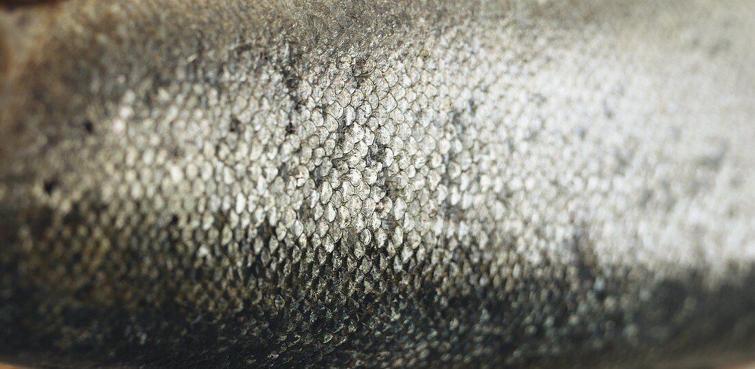 Salmon scales (filling the picture)