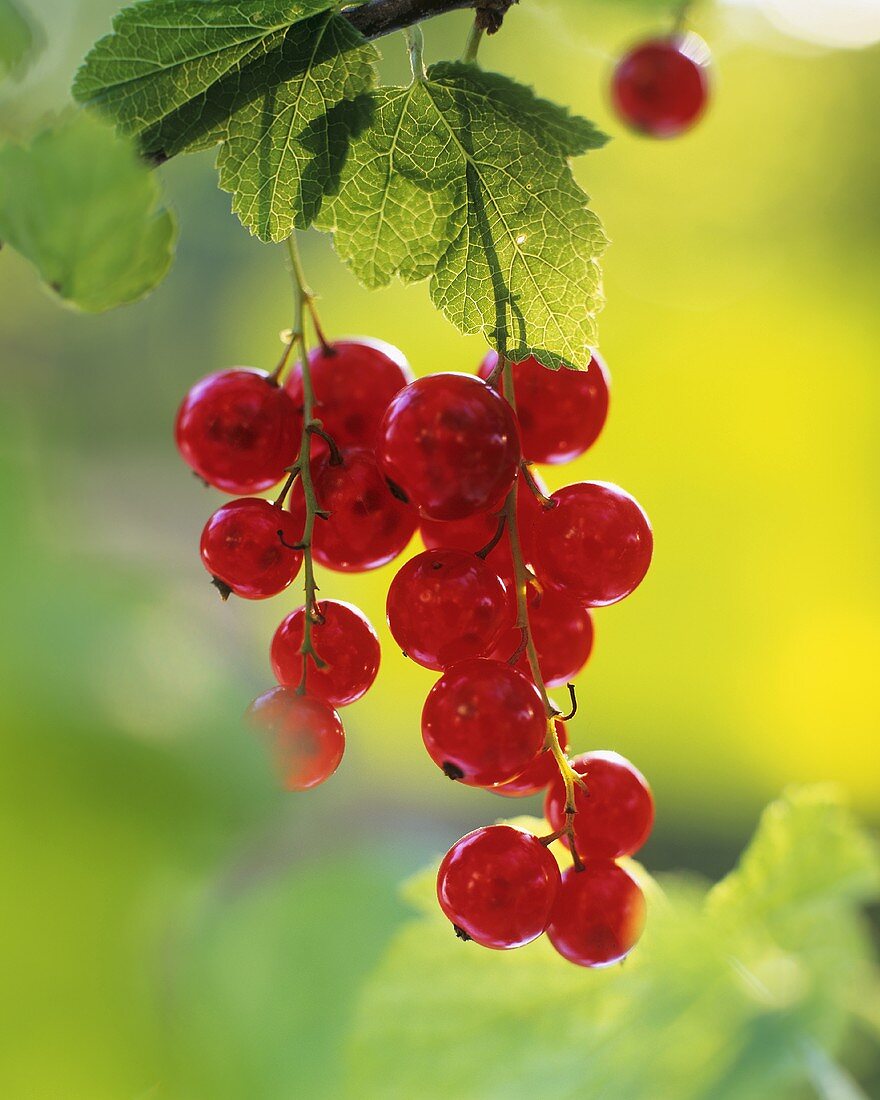Redcurrants hanging on the bush