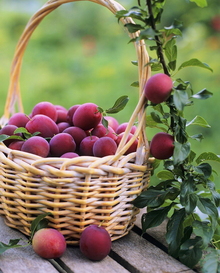 Red plums in a basket