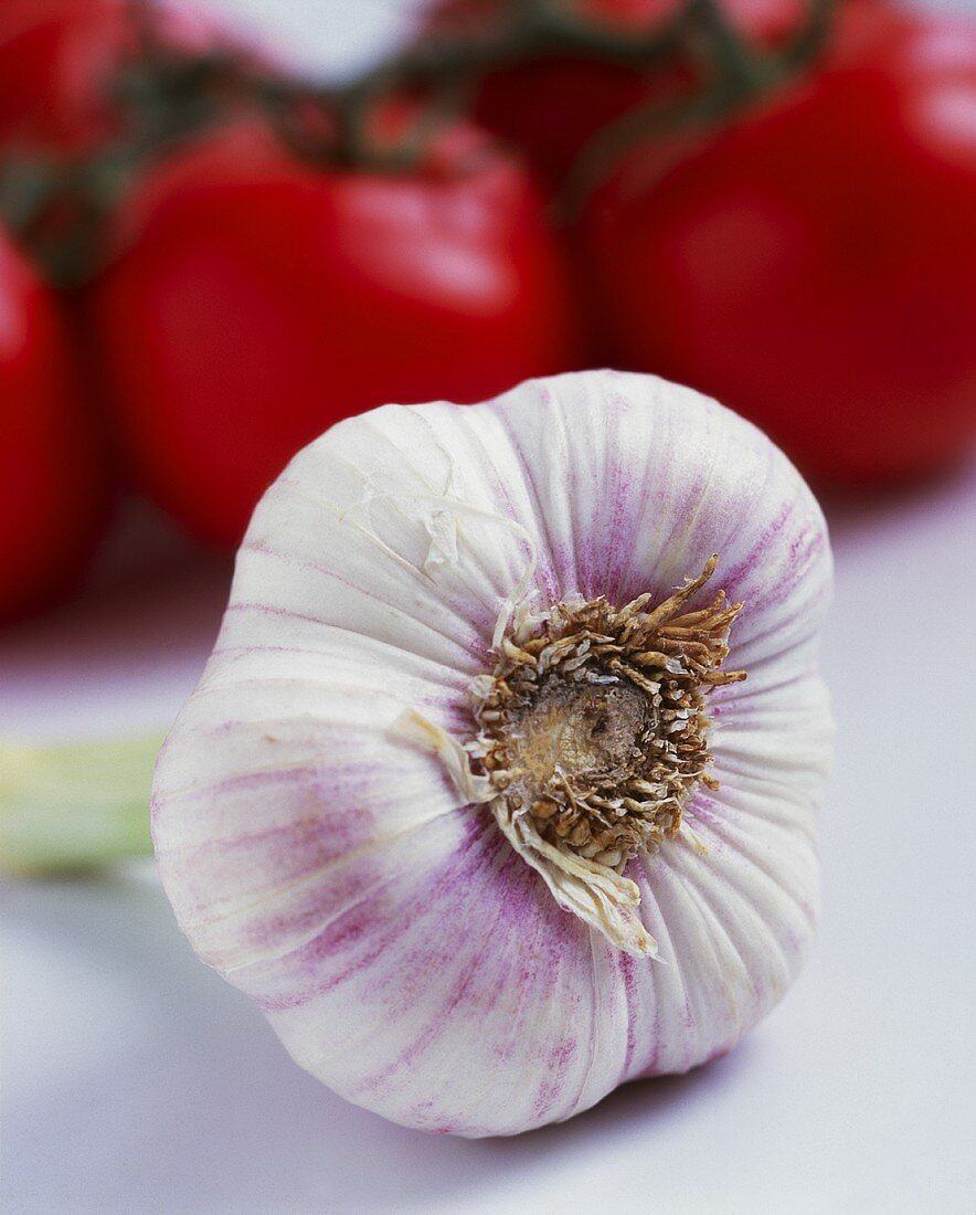 Eine Knoblauchknolle vor Tomaten