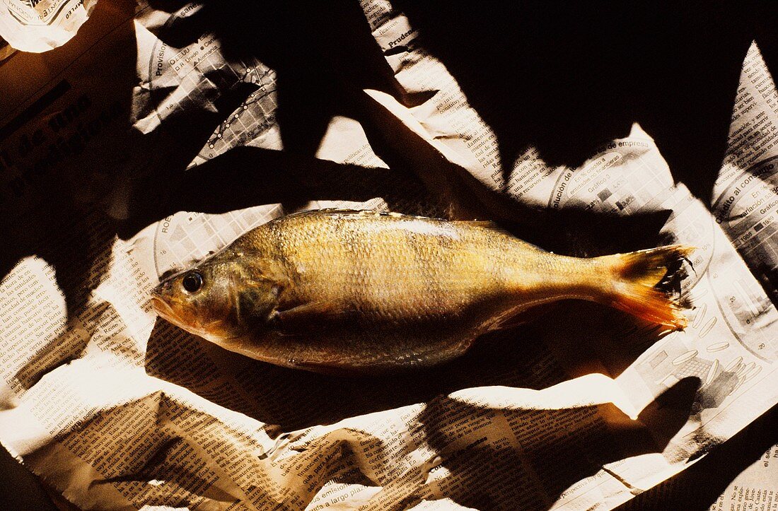 A whole perch lying in a newspaper