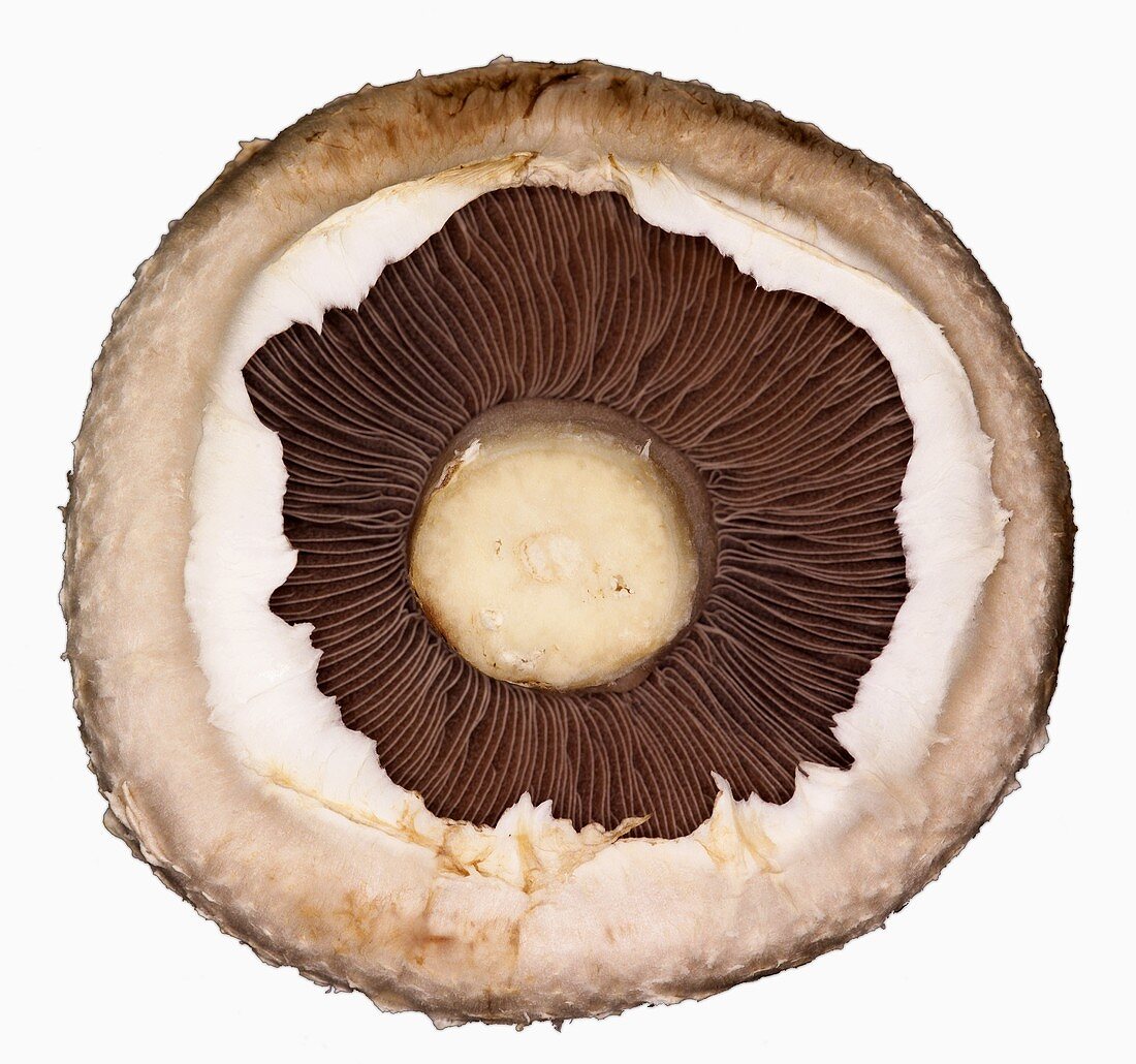 A mushroom from underneath