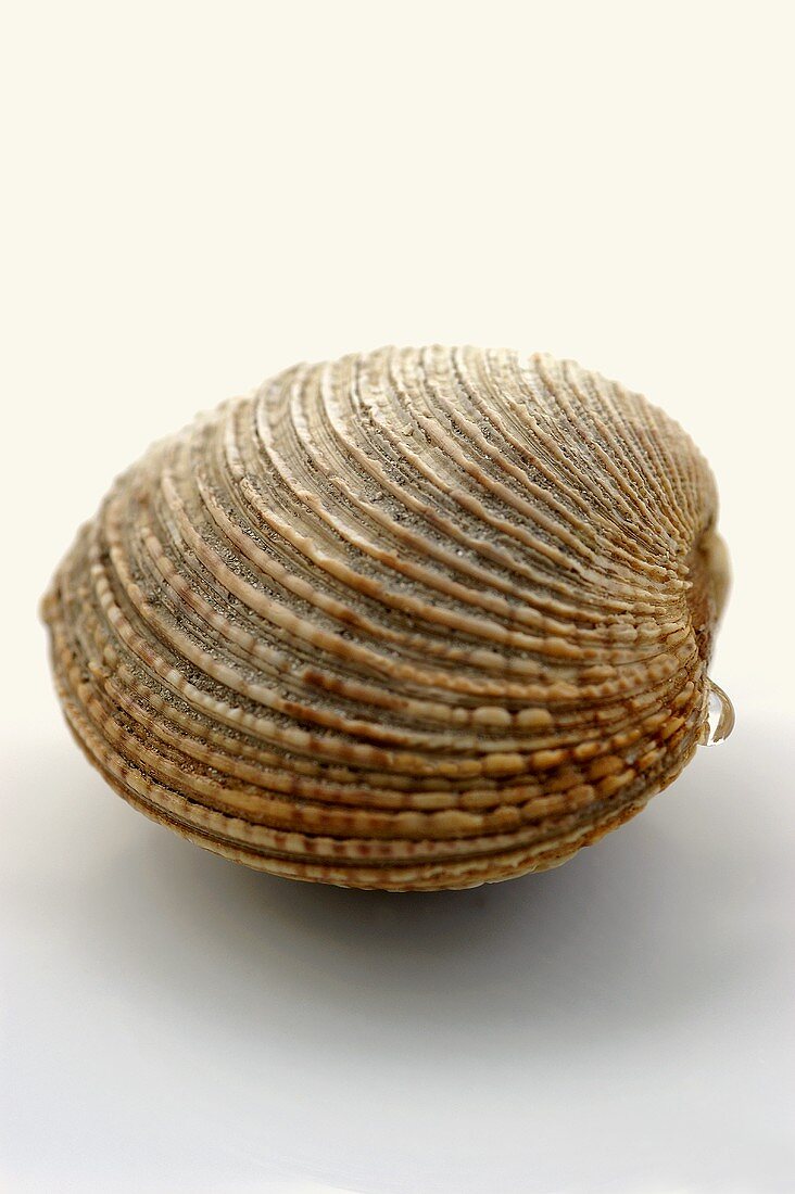 A clam