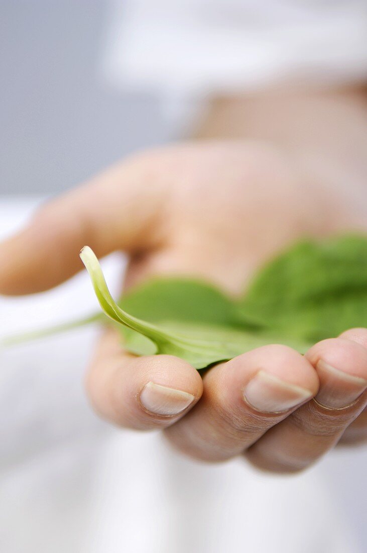 A green leaf lying on a hand