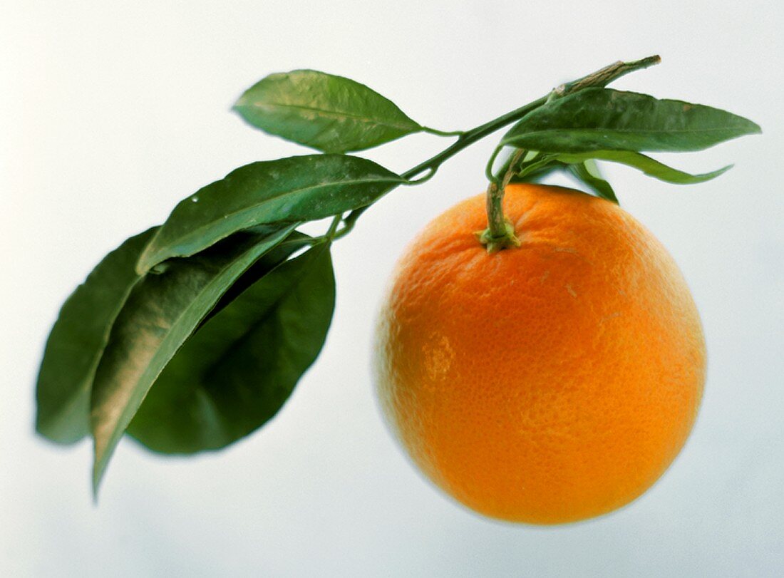 An Orange with Stem and Leaves
