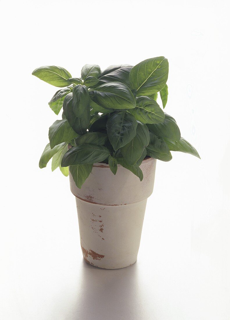 Potted Basil