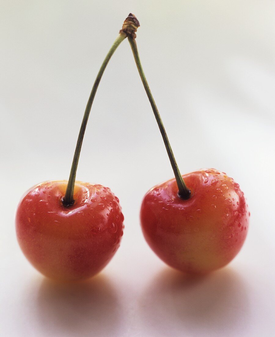 Two White Cherries on the Stem
