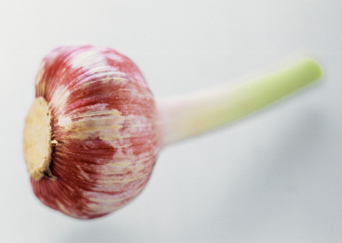 A Garlic Bulb with Stalk