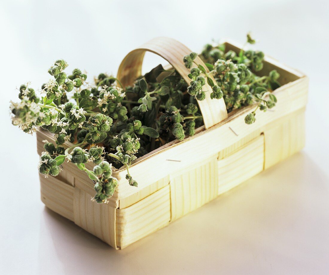 A Basket Filled with Marjoram