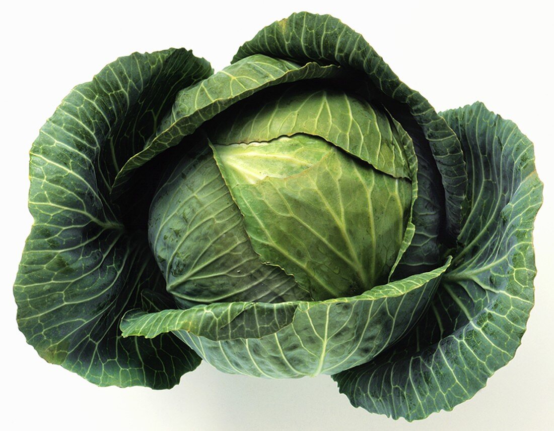 Roundhead Cabbage