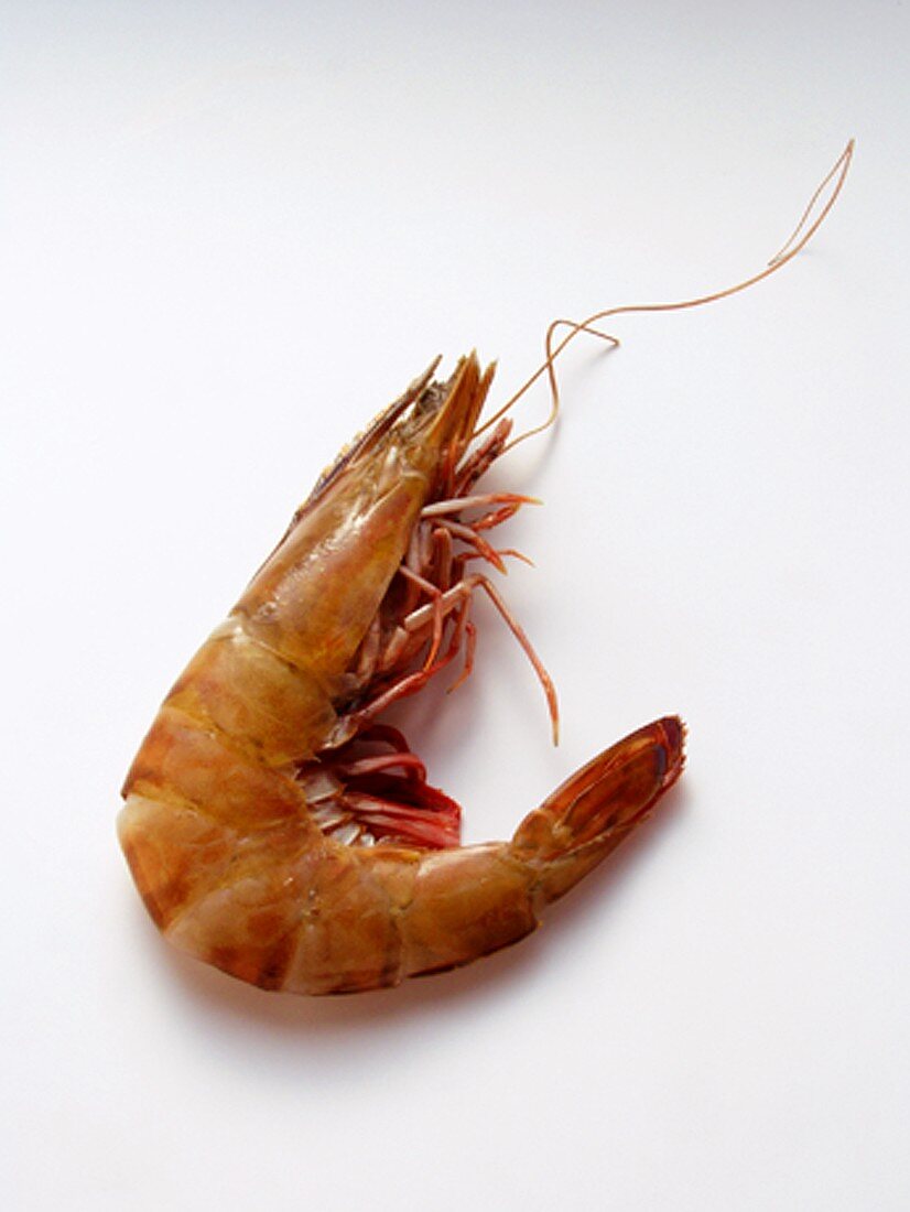 A Single Whole Shrimp