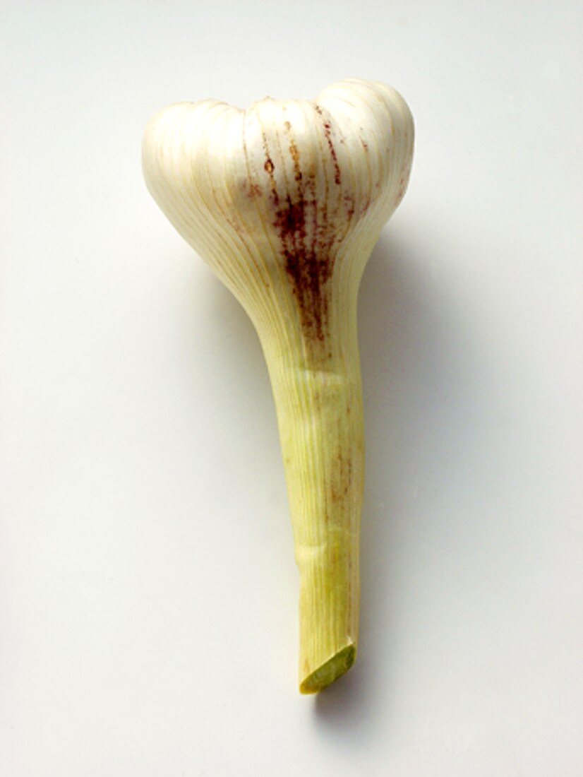 A Bulb of Garlic with Stem