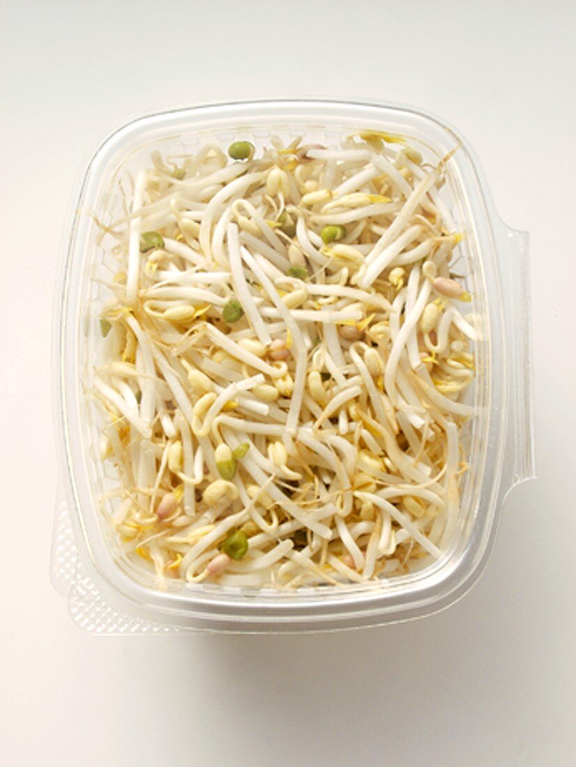 Bean Sprouts in a Plastic Container
