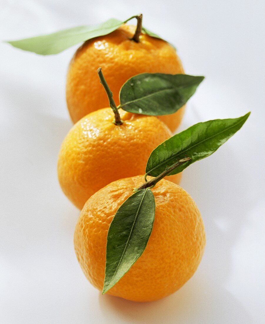 Three Oranges with Leaves