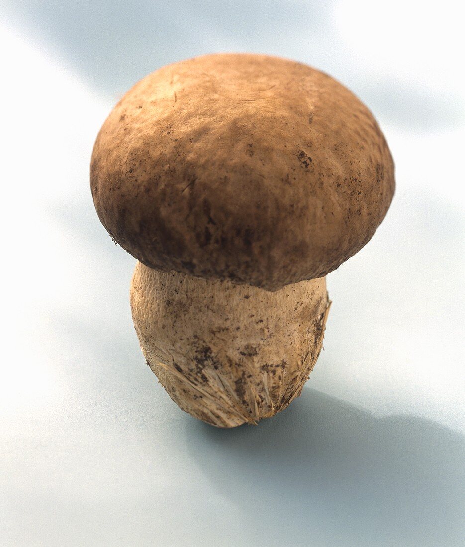 A Porcini Mushroom