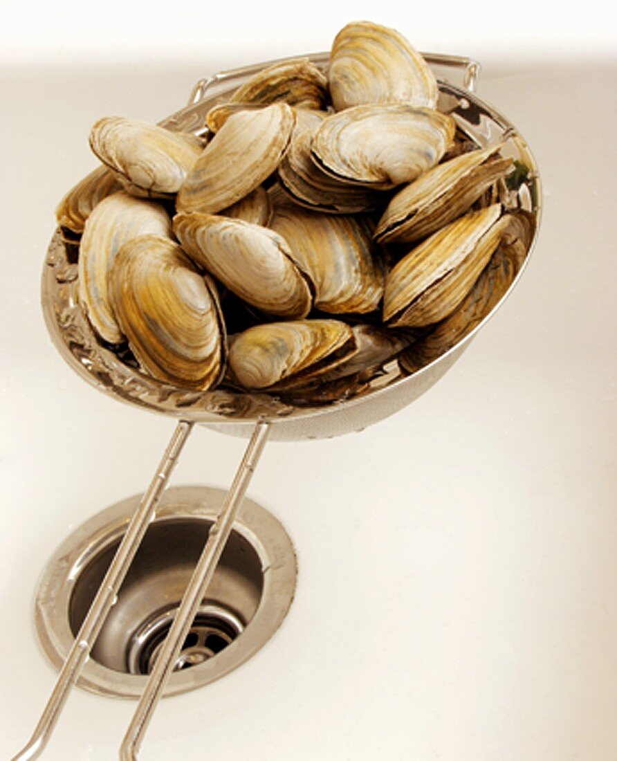 Clams in a Strainer in the Sink