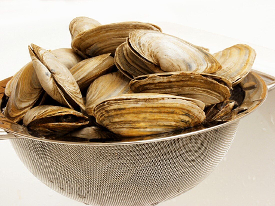 Clams in a Strainer