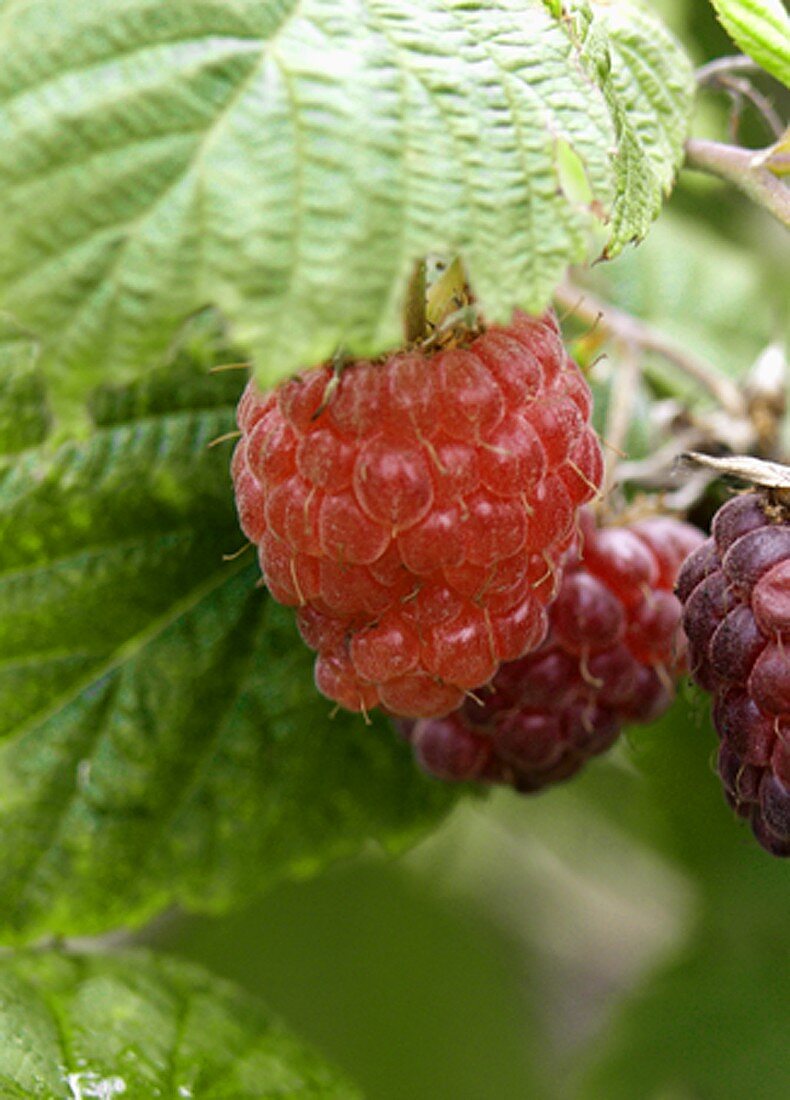 Himbeeren an der Pflanze