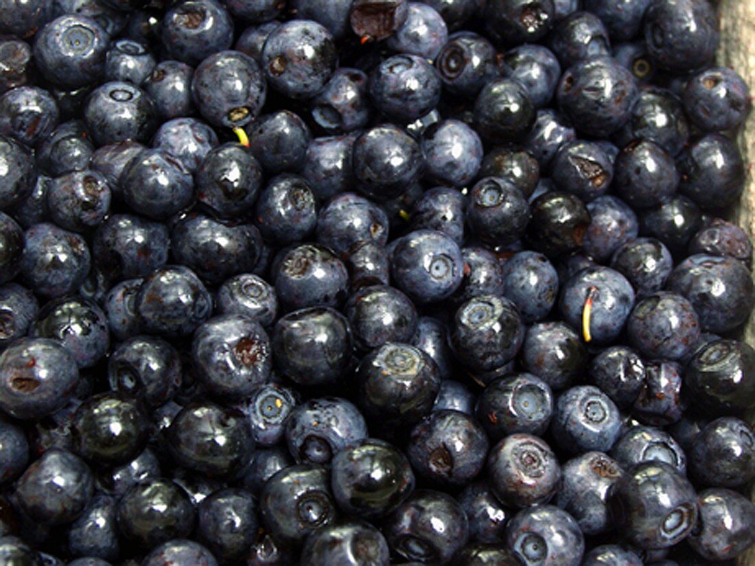Blueberries (Full Frame)