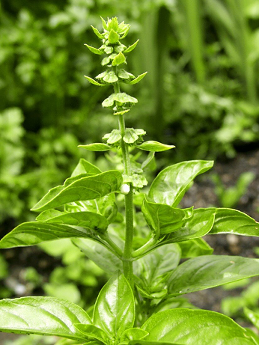 Basil Leaves