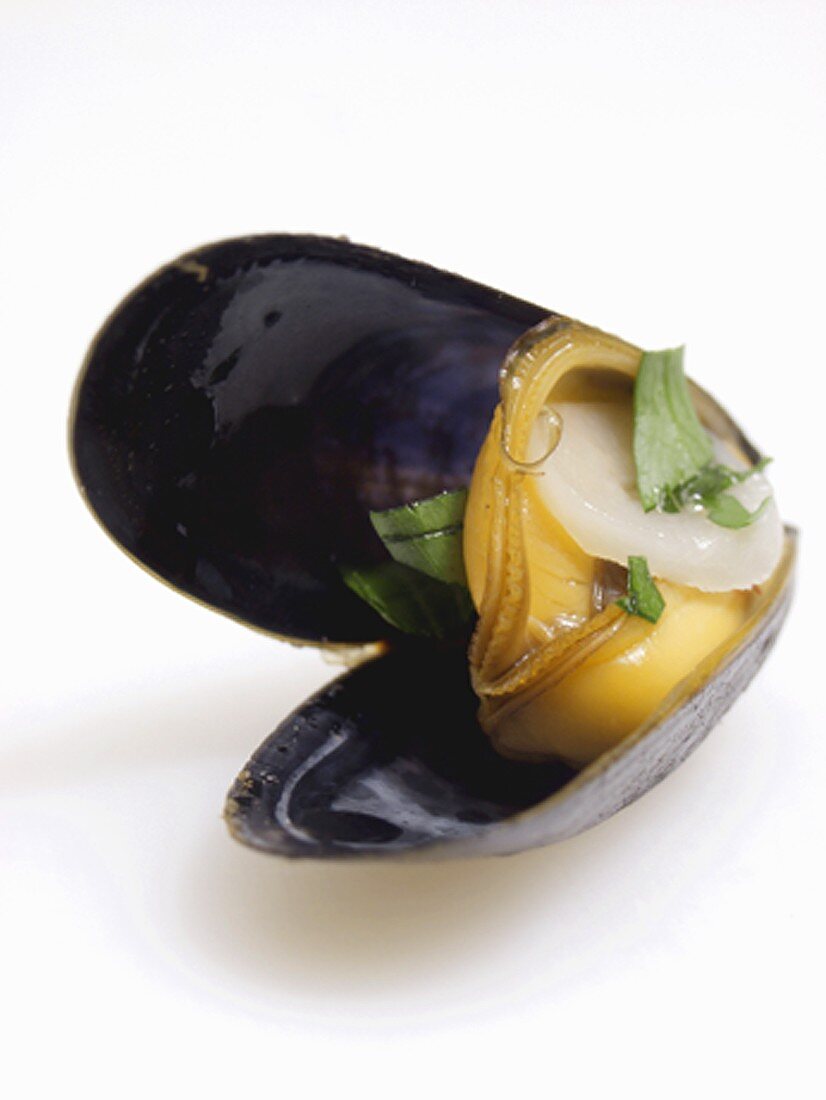 One Cooked Mussel