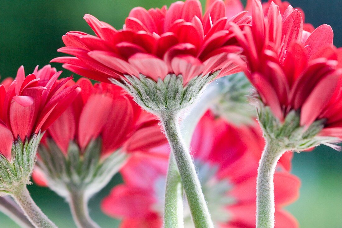 Red gerberas