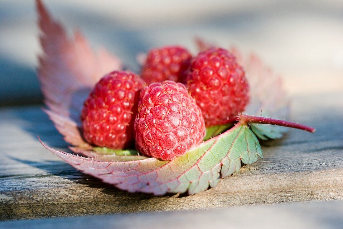 Raspberries on heuchera leaf