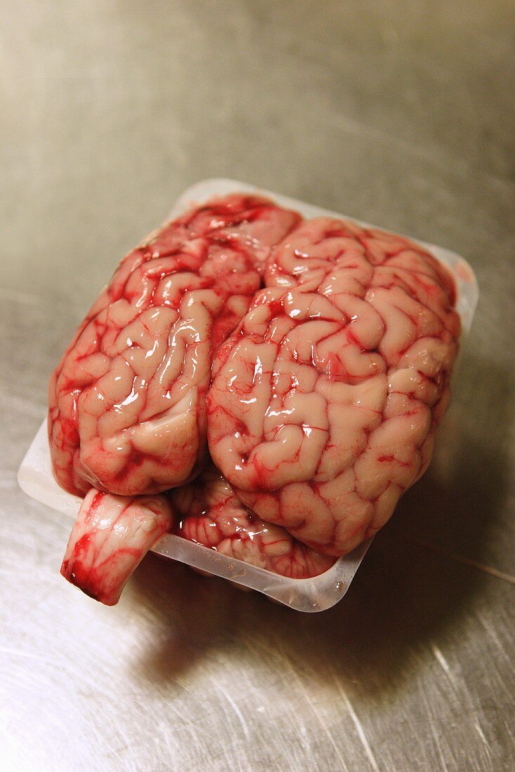 Calf's brain