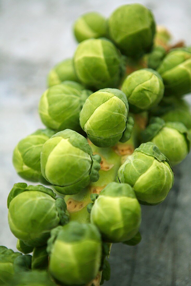 Brussels sprouts on the stalk