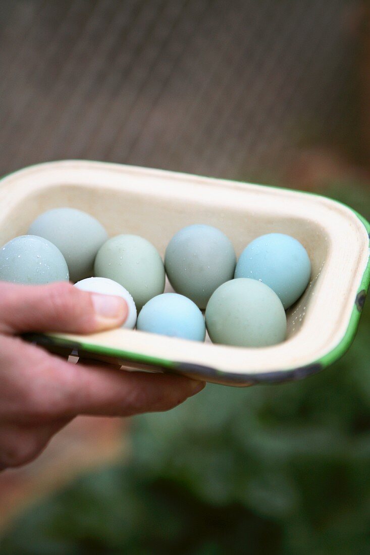 Hand hält Schale mit gefärbten Eiern