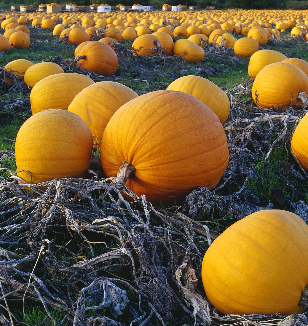 Giant orange pumpkins on a farm