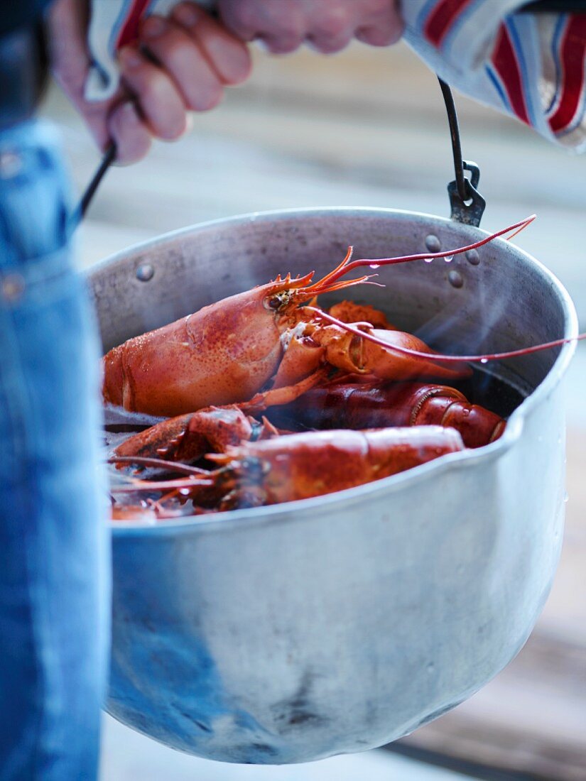Man carrying a pot of cooked lobsters