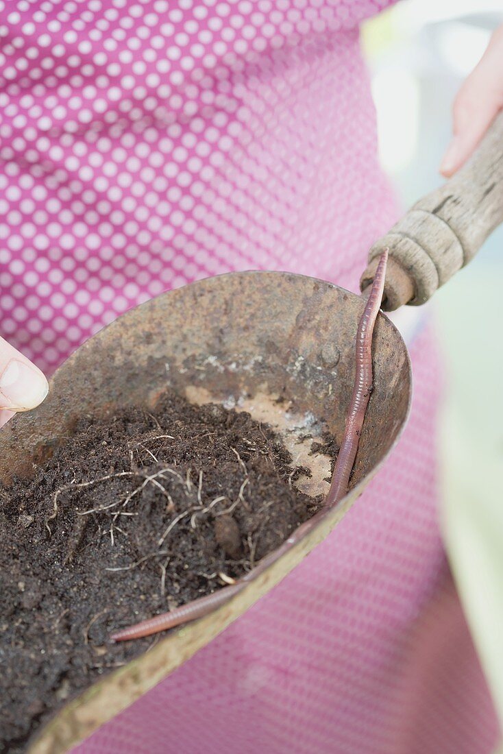 An earthworm in a trowel with soil