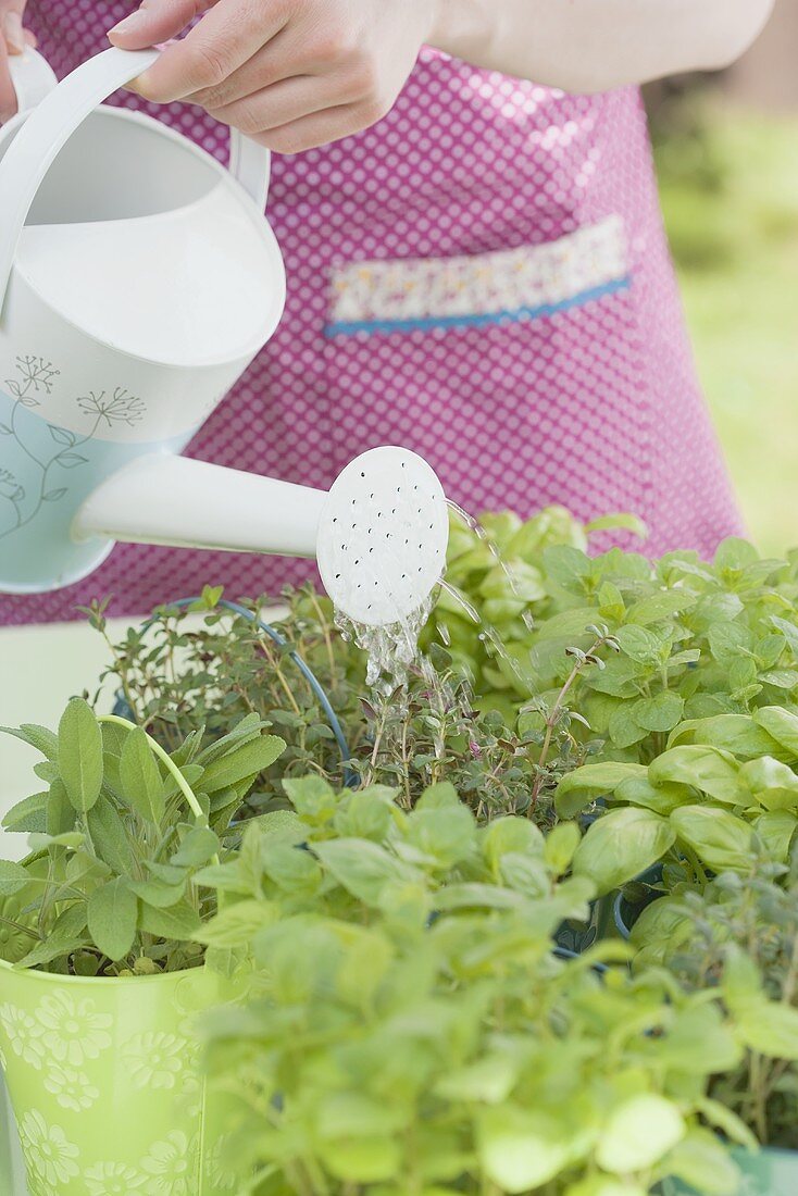 Gartenkräuter werden gegossen