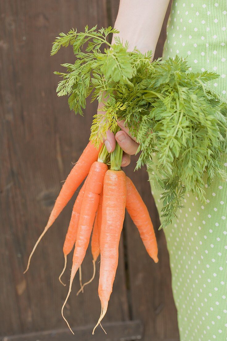 Fresh carrots in someone's hand