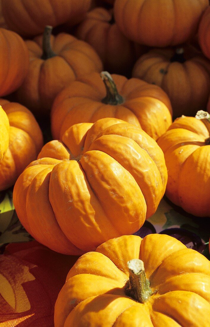 Giant pumpkins