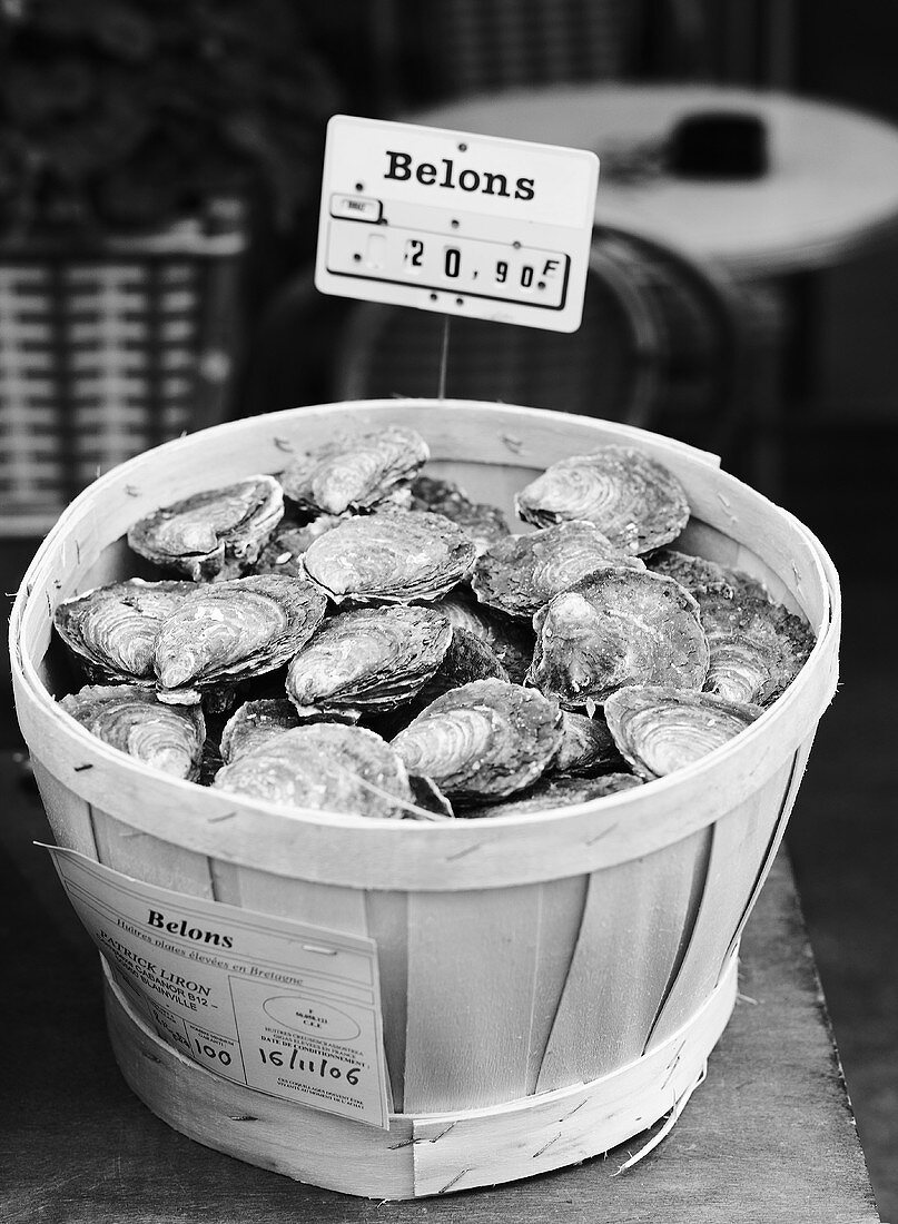 Belon oysters in a basket (b-w photo)