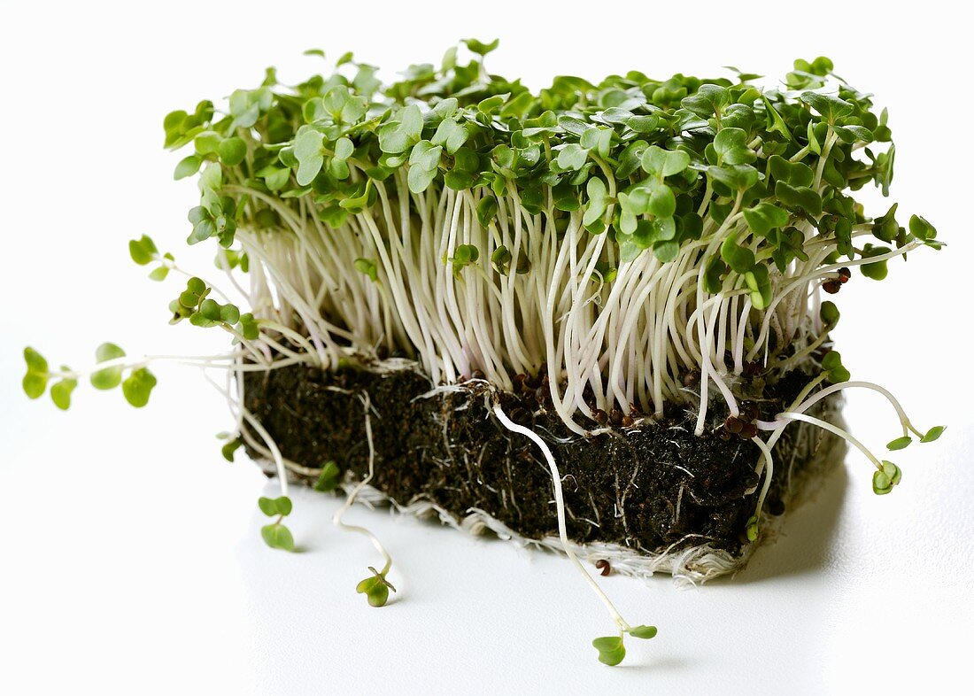 Fresh cress with compost