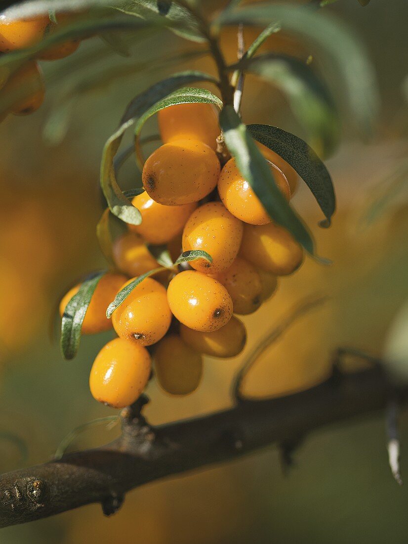 Kumquats am Baum
