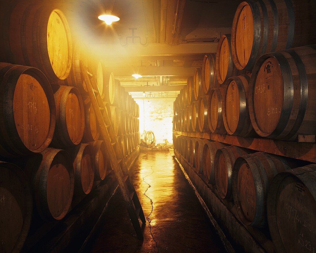 Wooden barrels in wine cellar