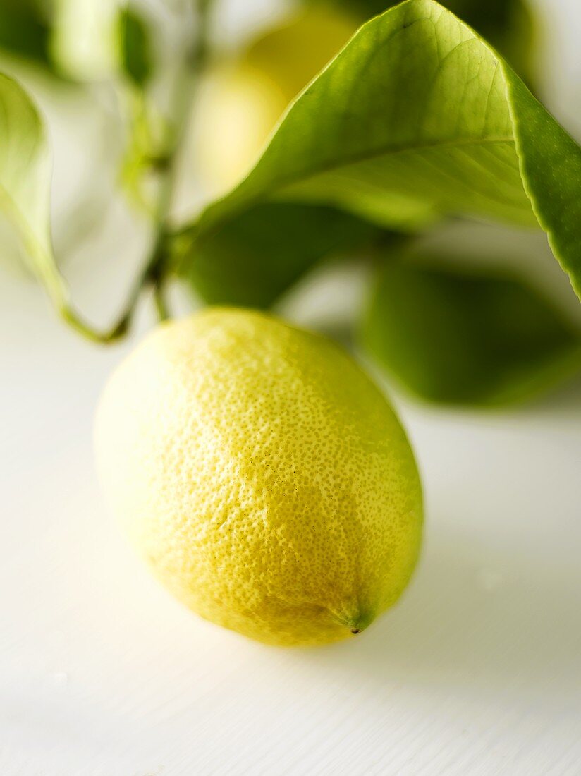 Lemon on the tree