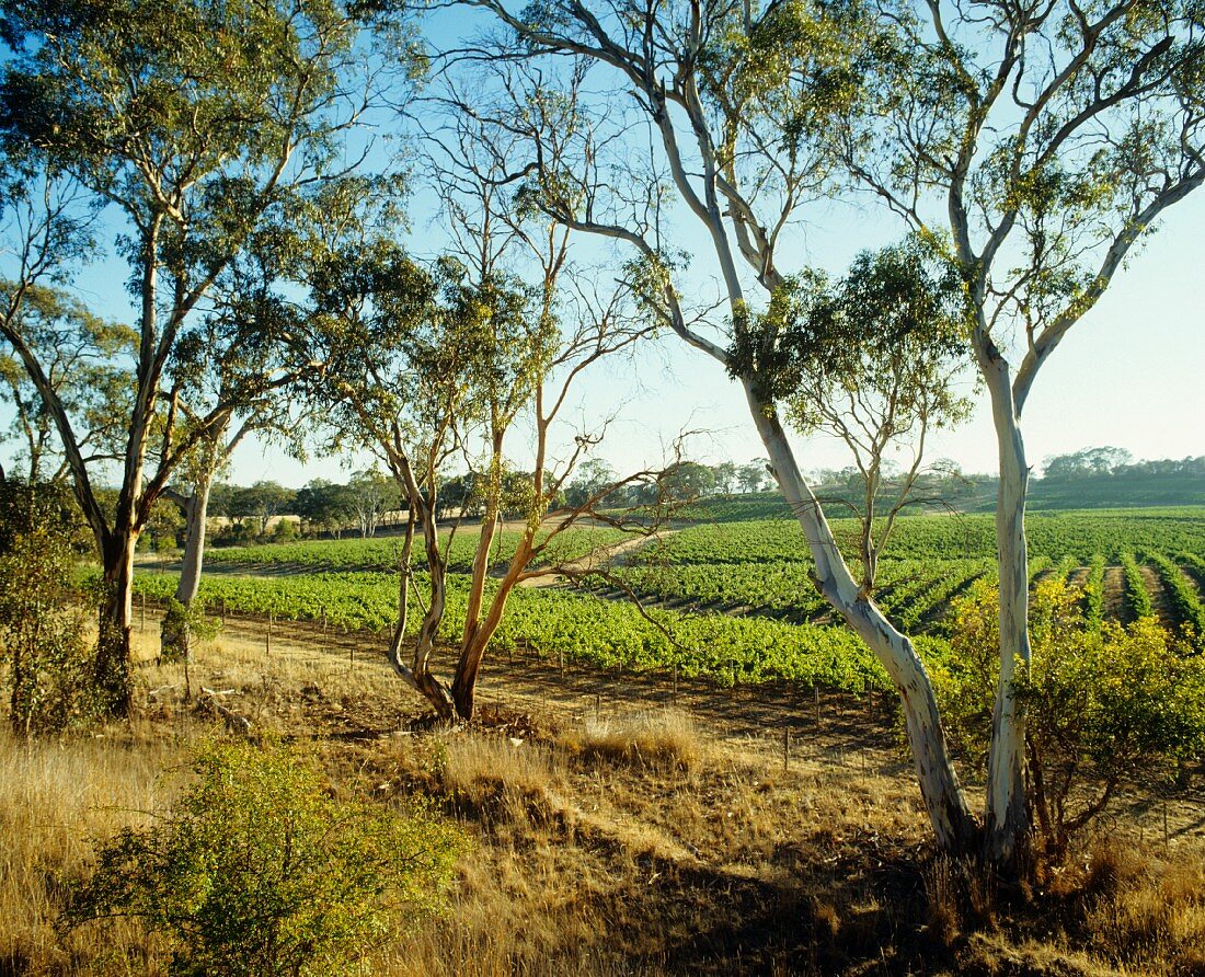 Weinbau im Rhymney Valley, Great Western, Australien