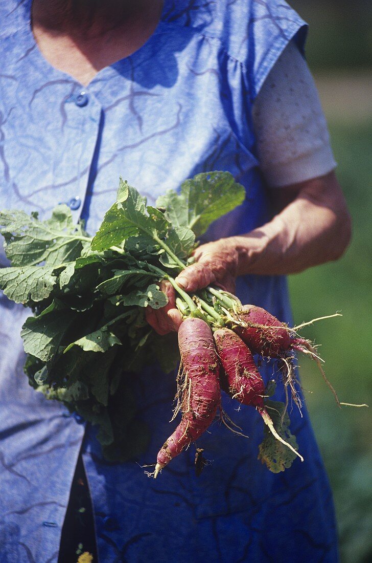 Woman holding red radishes