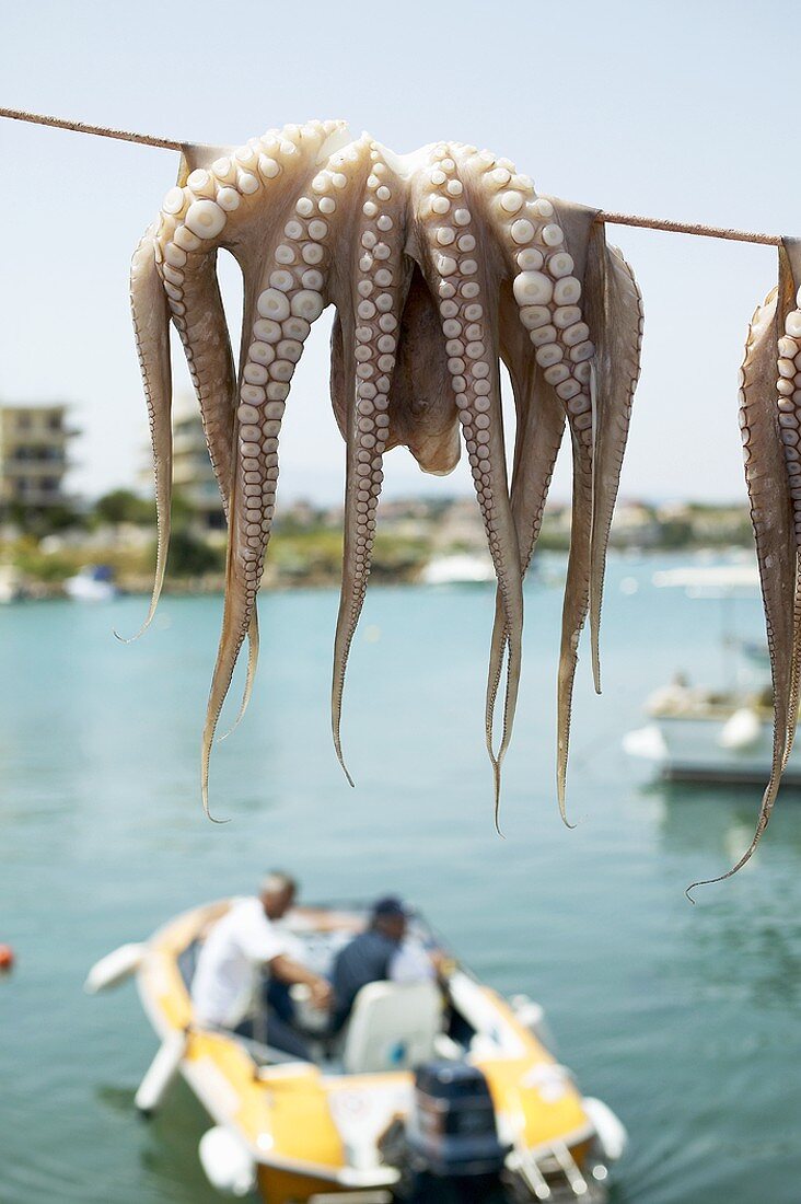 Octopus drying on a line