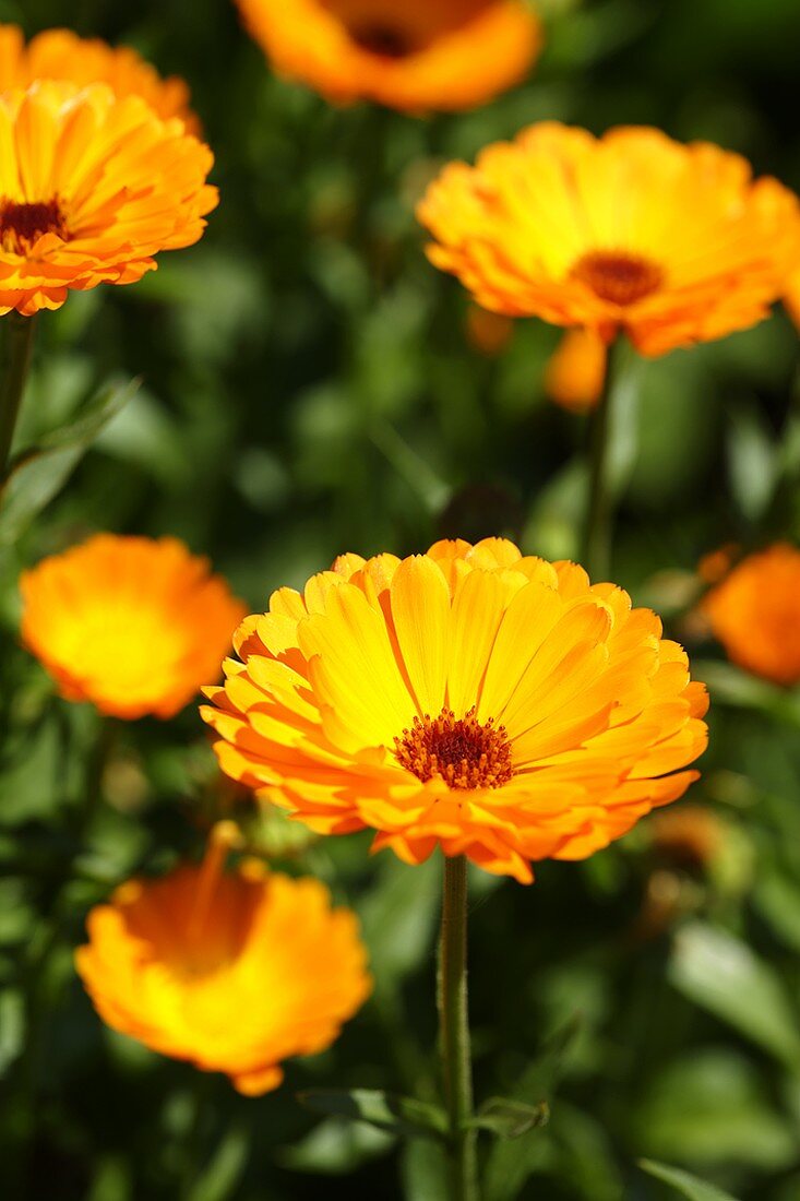 Marigolds