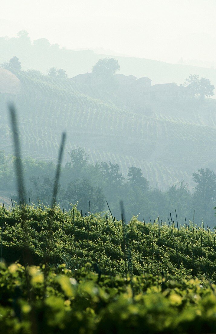 Sommerlandschaft im Barologebiet, Italien