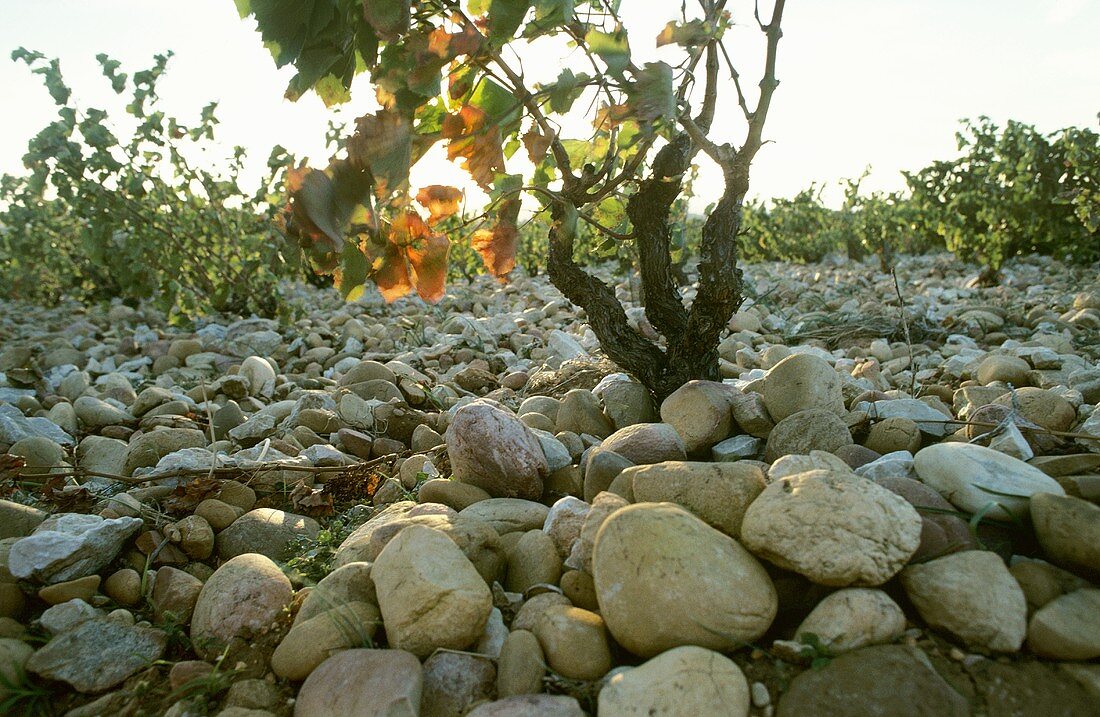 Stony ground, Château-neuf-du-Pape, France